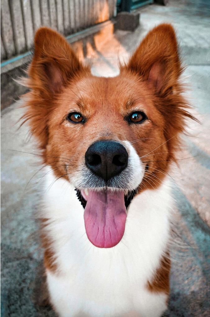 Low-Tox Pet Essentials