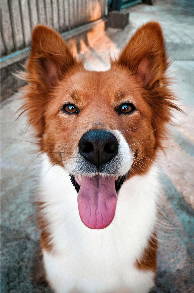 Low-Tox Pet Essentials